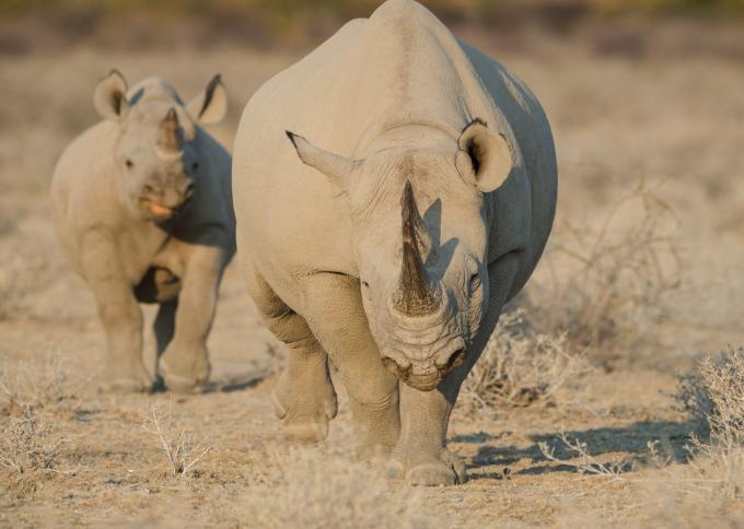 Wyprawa śladem nosorożców w Parku Narodowym Waterberg